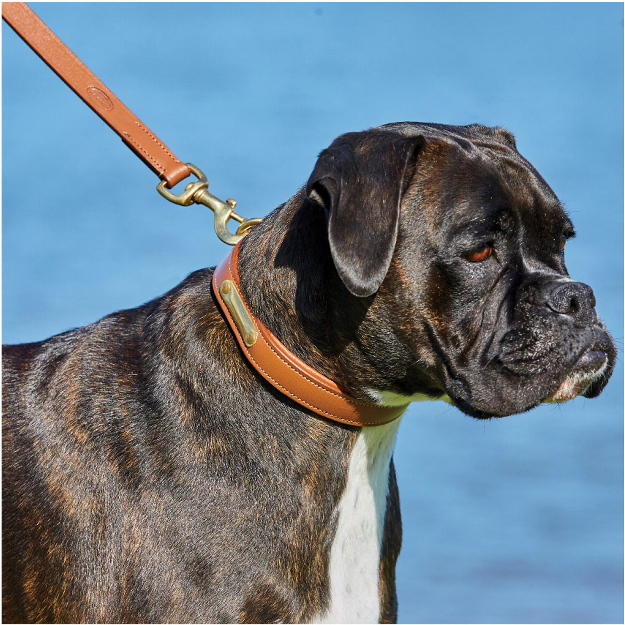Weatherbeeta Padded Leather Dog Collar 1001696 - Tan
